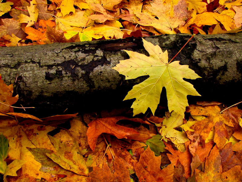 Fallen Maple Leaf On Log